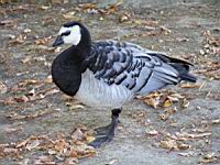 Bernache nonnette, Branta leucopsis (Photo F. Mrugala) (2)
